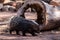 Porcupine walking in front of a hollow log