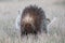 Porcupine walking in grass