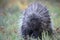 A Porcupine walking in the meadow in the summer in Ottawa, Canada