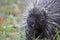 A Porcupine walking in the meadow in the summer in Ottawa, Canada