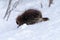 Porcupine walks across snowy ground