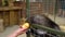 Porcupine in zoo eating fruit