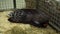 Porcupine in zoo eating fruit