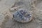 Porcupinefish - Blowfish - Balloonfish - Serenity Beach - Pondicherry tourism - India holiday - beach vacation - fish - porcupine