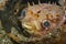 Porcupinefish Ciclyhthys orbicularis