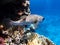 Porcupinefish hedgehog fish, blowfish, balloonfish, globefish, pufferfish near coral reef, clear blue turquoise water, sun rays