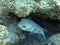 Porcupinefish swam out from reef cleft 2461