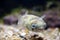 A porcupinefish swimming in aquarium