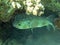 Porcupinefish under a overhang of coral reef 2728