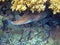 Porcupinefish under the spinney of Ecbinopora fruticulos 0347