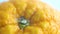 Pores of an orange. Extreme closeup with great detail of orange fruit - pan orange peel with pores visible. Crown of