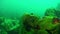 Porifera sea sponge Lubomirskiidae and Spongillidae underwater of Lake Baikal.