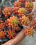 Pork and Beans Succulent Potted Plant