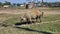 Pork in Estancia. Bolivia, south America.