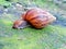 Pork snail, one of the unique animals in Kalimantan with a patterned shell.