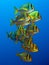 Porkfish at Sea of Cortez near Cabo San Lucas