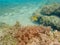 Porkfish swimming through the rock and coral reef