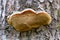 porous birch mushroom chaga inonotus obliquus on a tree in the forest on a sunny summer day