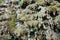 Porous melted flowstone stalagmites on a dry waterfall