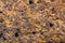 Porous spongy yellow brown background with holes