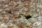 Porous Volcanic Boulder Background