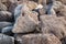 Porous volcanic boulders and basalt stones