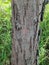 a porous woody tree