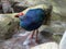A porphyrio bird stands in a small creek