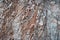 Porphyry rock background in a quarry