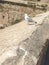 Port and city in Spain, seagull ready for flying