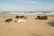 Port St Johns cows on the beach. Wild Coast, Eastern Cape, South Africa