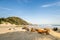 Port St Johns cows on the beach. Wild Coast, Eastern Cape, South Africa