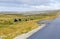 Port Stanley. Falkland islands. United Kingdom. A herd of cows by the road.