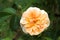Port sunlight, beautiful english rose with an apricot orange fl