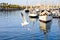 Port Vell at Sunset. Seagulls flying. Boat yachts and palm trees. Beautiful serene sight Rambla de Mar Barcelona, Spain