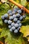 Port Wine Grapes on Vineyard