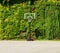 Portable basketball hoop in front of a fully covered ivy wall