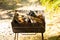 Portable grill with firewood in the summer at a picnic in the forest