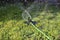 portable lawn sprinkler sprinkles water on green lawn