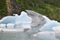 Portage Lake Icebergs