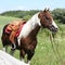 Portait of beautiful paint horse stallion