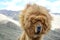 A portait of a brown Tibetan Mastiff suggests the windy climate can be a blinding challenge for these loyal guard dogs of in the T