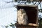 Portait of a Captive Ural Owl Perched on the Entrance to its Hid