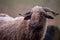 Portait of curly fur horned Sheep. Wallis Country Sheep. Roux du Valais. Switzerland