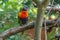 The portait of a cute and colorful parrot