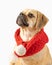 Portait of cute little puggle wearing a red fashion scarf