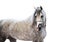 Portait of grey beautiful arabian stallion at white background