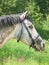 Portait of grey horse in blossom meadow