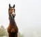 Portait of  horse in an autumn foggy morning