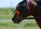 Portait of a horse trotter breed